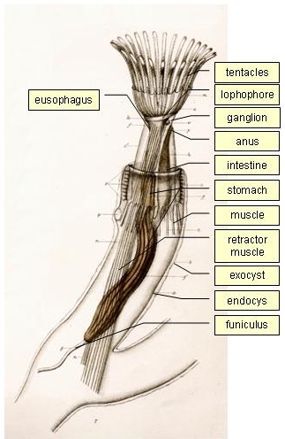 figure image